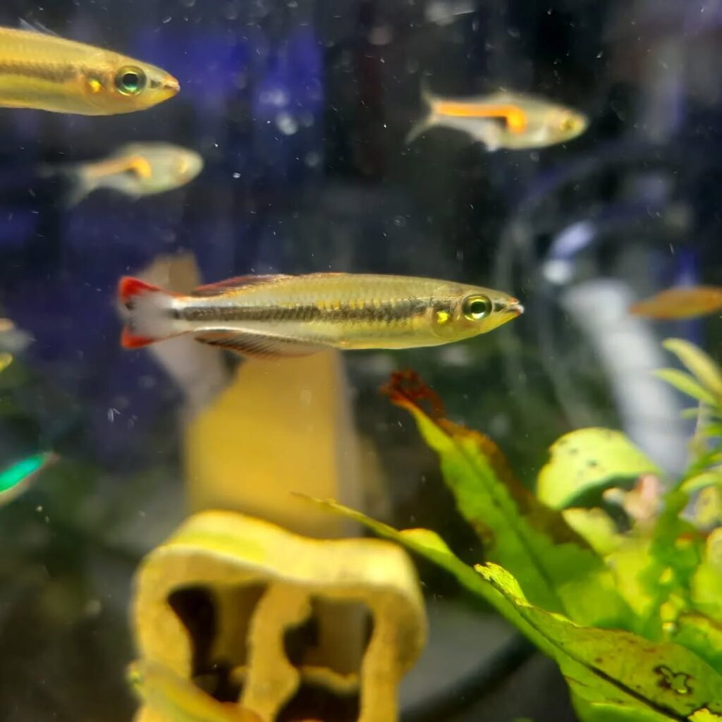 Snapinst.app_359092311_977505523494462_6231400959424211408_n_1080