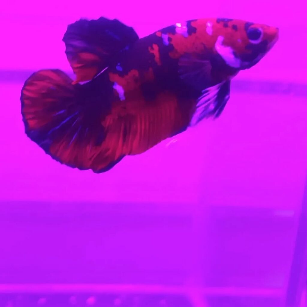 Snapinst.app_419334394_1079870793214033_6995868177658031008_n_1080