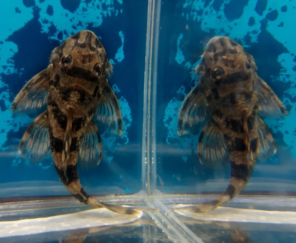 Snapinst.app_450786894_1210747666772308_4051869240082667947_n_1080