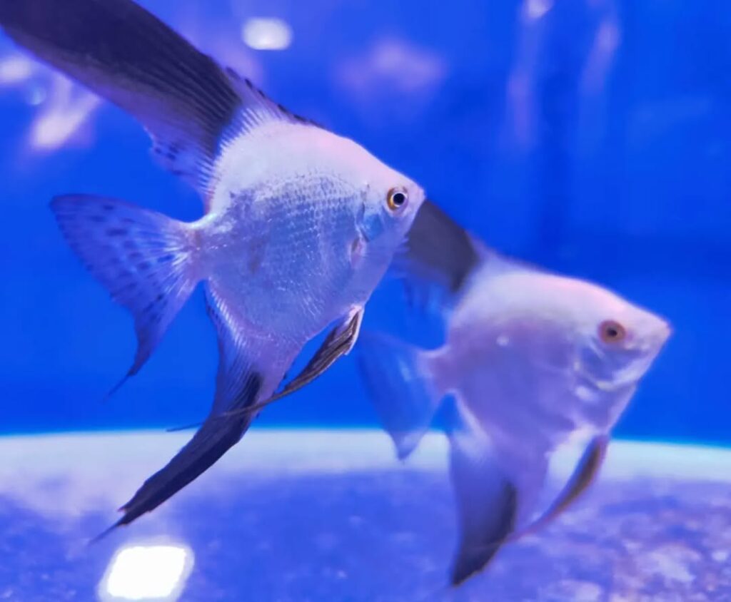 Snapinst.app_461353782_2604964676371970_7404427016828942281_n_1080